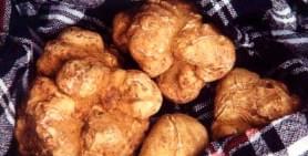 First white truffles