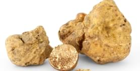 White Truffle Season